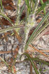 Hairyflower spiderwort